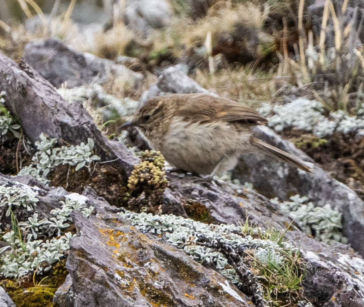 Synallaxe terrestre - ML645056618