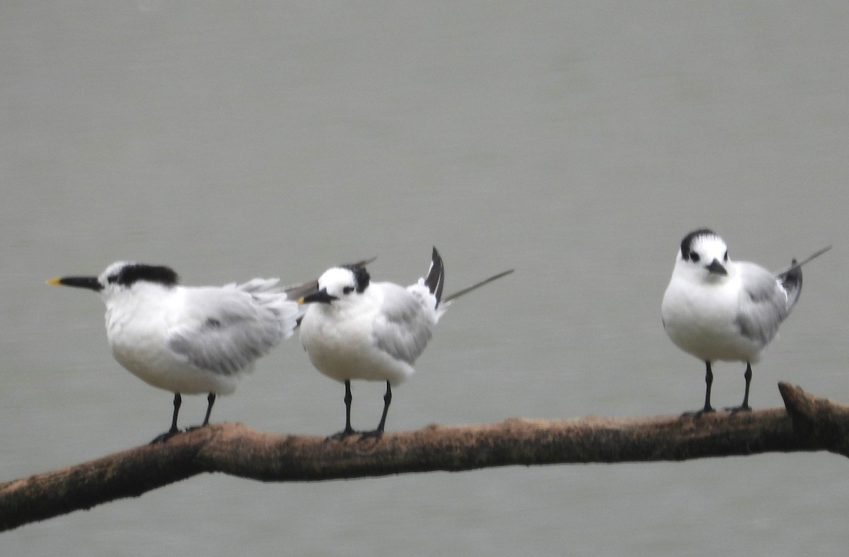 Sandwich Tern - ML645056619