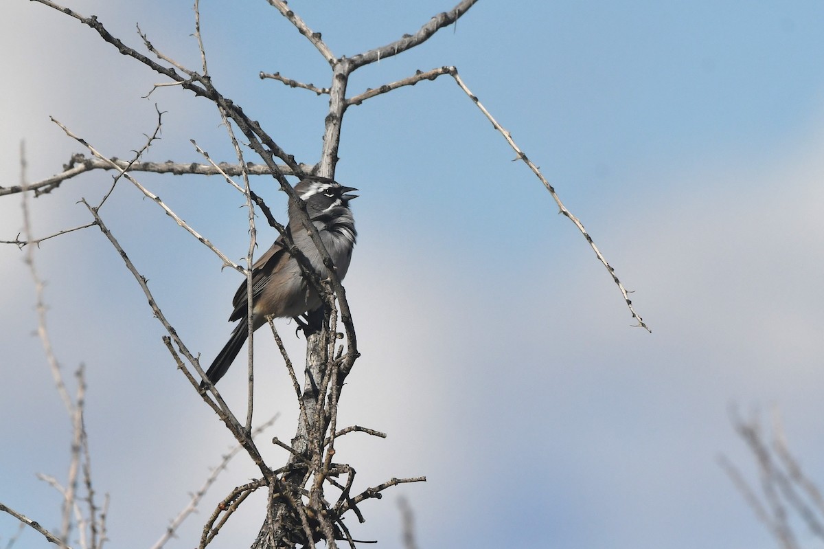 Black-throated Sparrow - ML645056653
