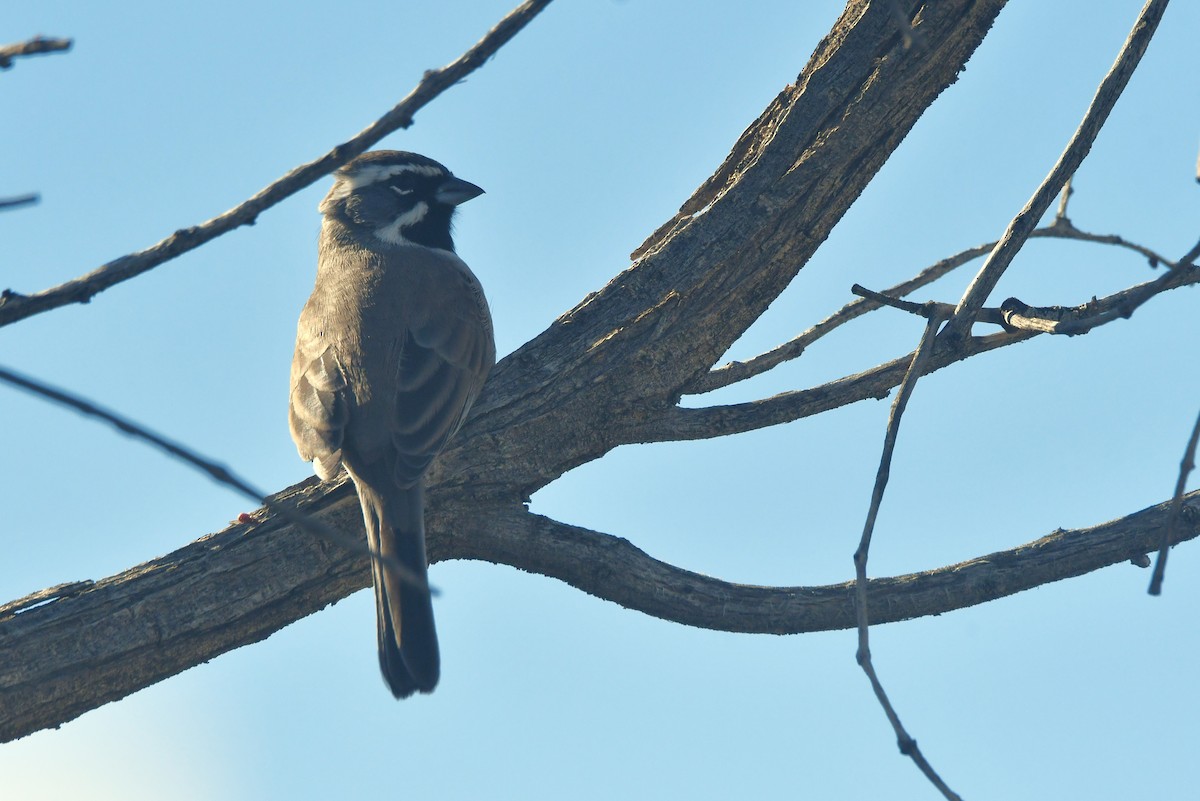 Black-throated Sparrow - ML645056655