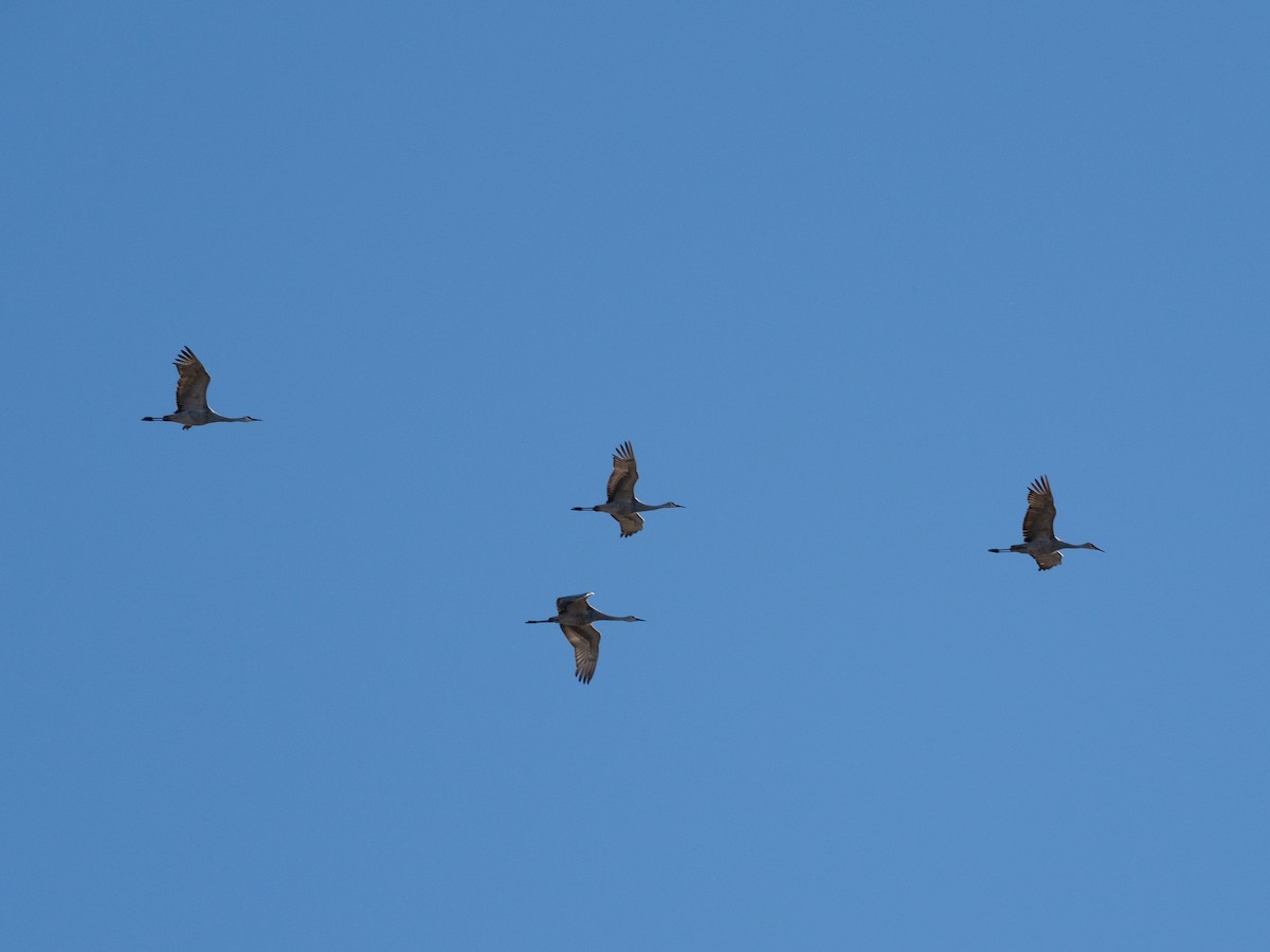 カナダヅル - ML645056664