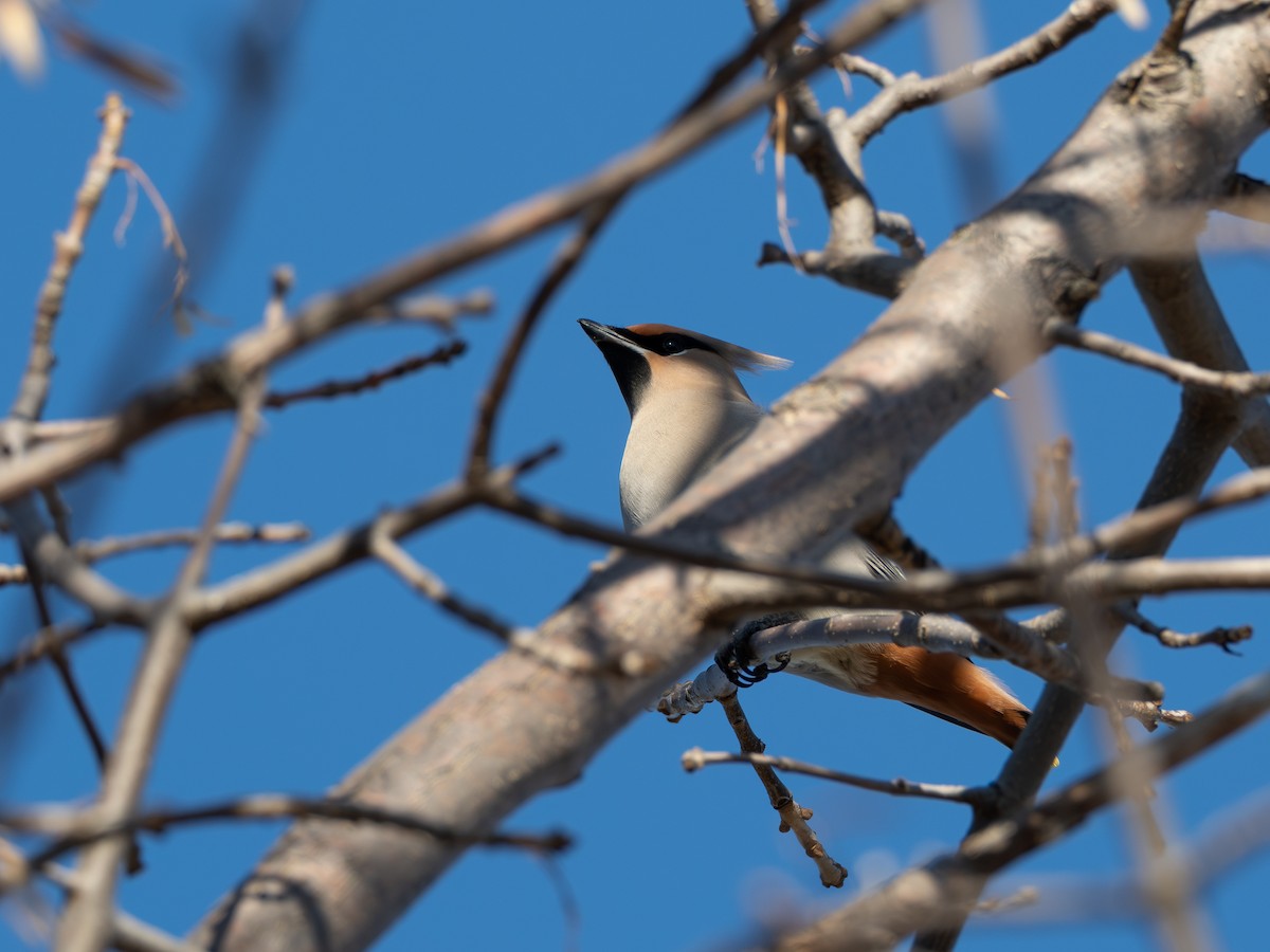 キレンジャク - ML645056669