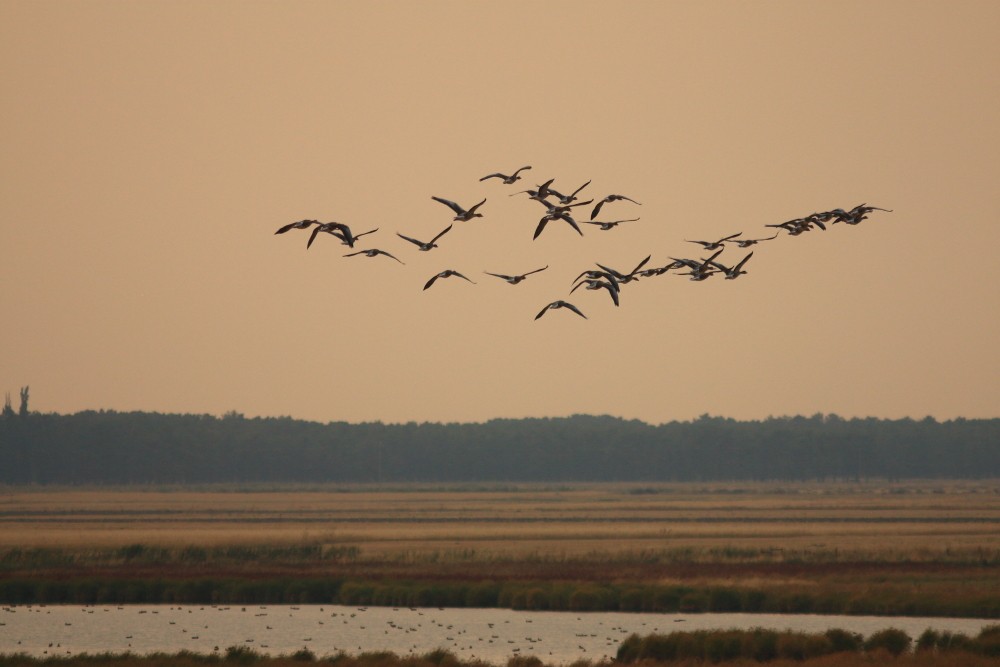 Graylag Goose - ML645056681