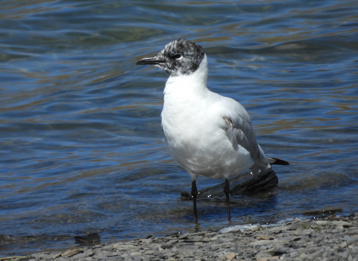 Mouette des Andes - ML645056697