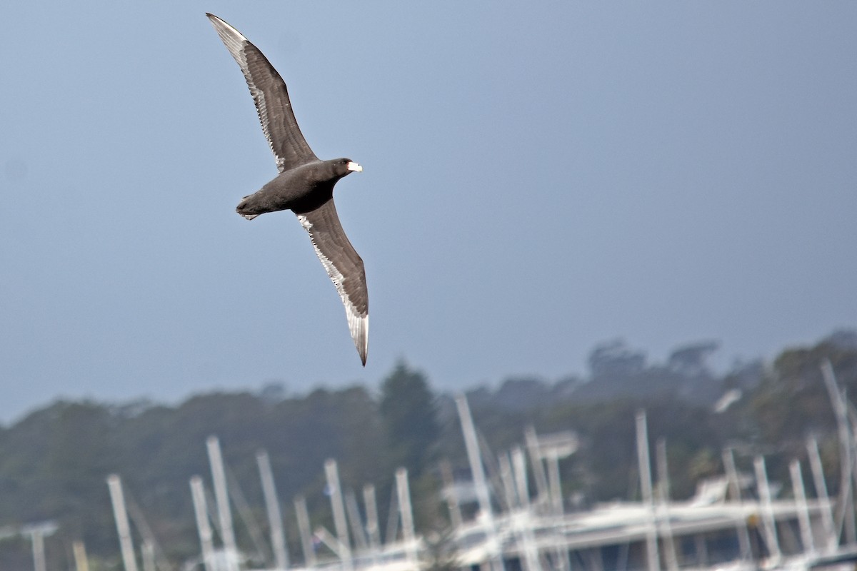 Southern Giant-Petrel - ML64505671