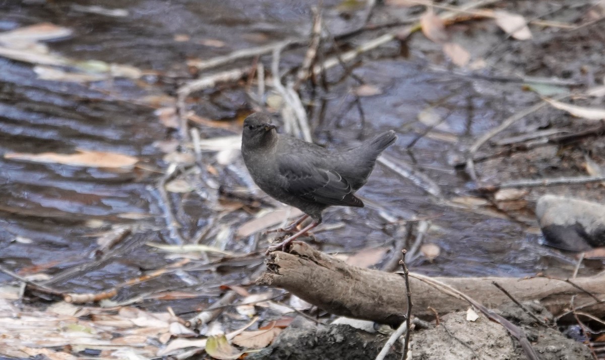American Dipper - ML645056713