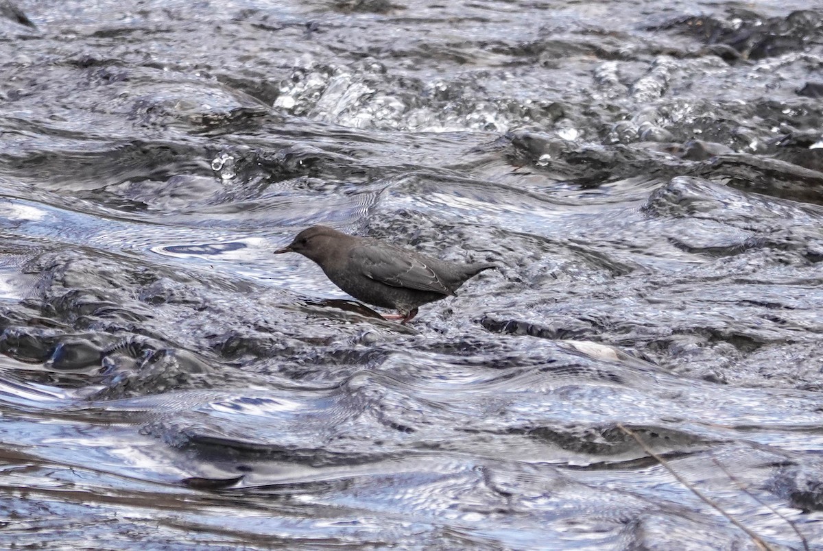 American Dipper - ML645056714