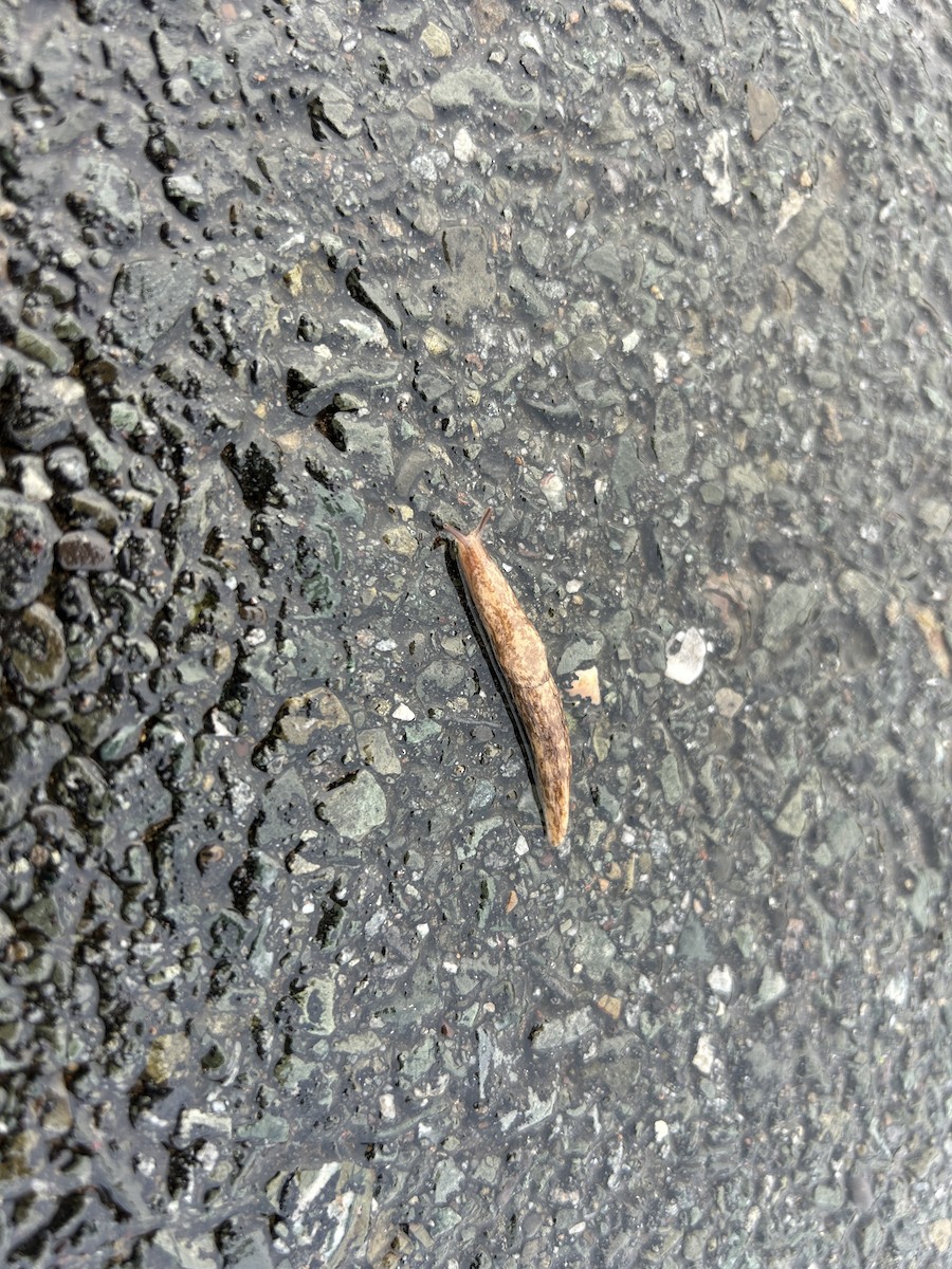 Animals - ML645056733