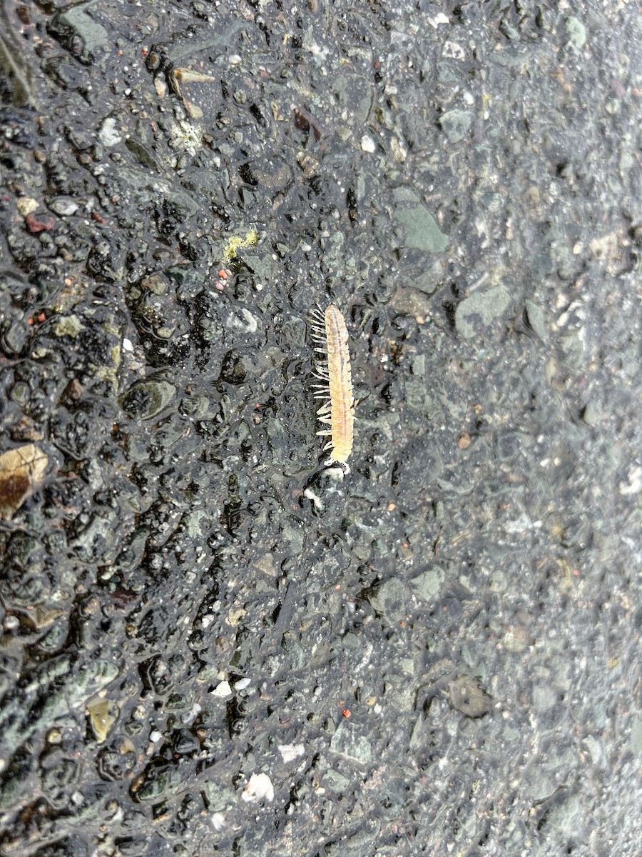 Animals - ML645056734