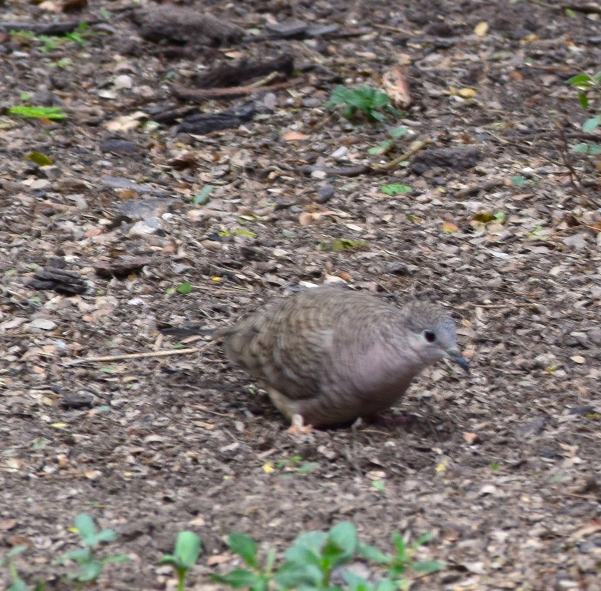 Inca Dove - ML645056739