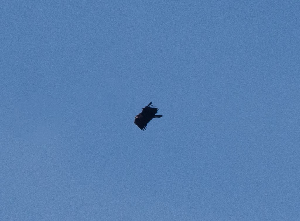 sup hnědý - ML645056742