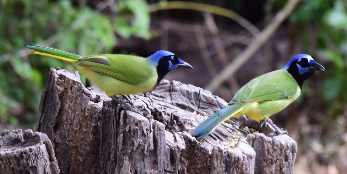 Green Jay - ML645056744