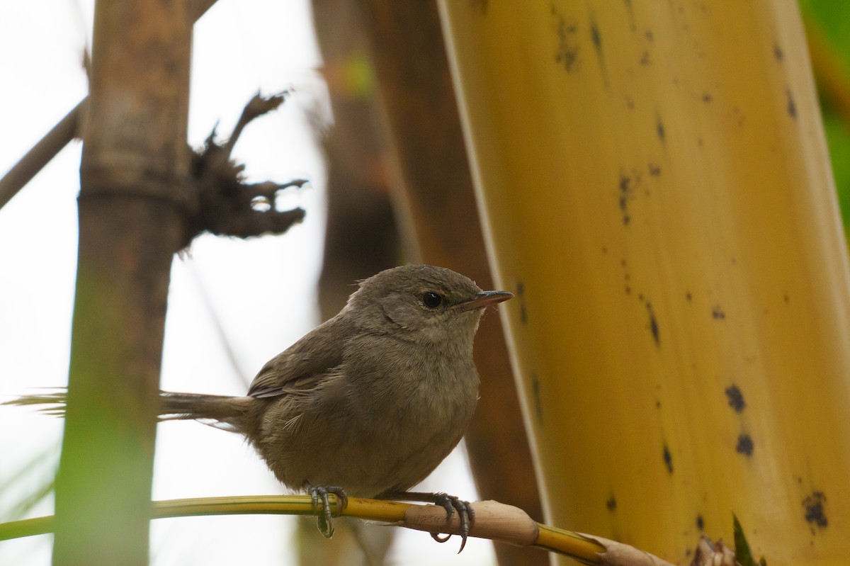 Malagasy Brush-Warbler - ML645056746