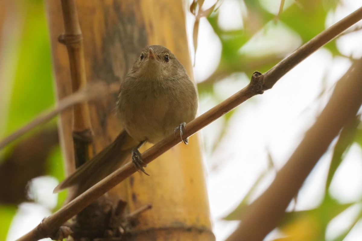 Malagasy Brush-Warbler - ML645056747