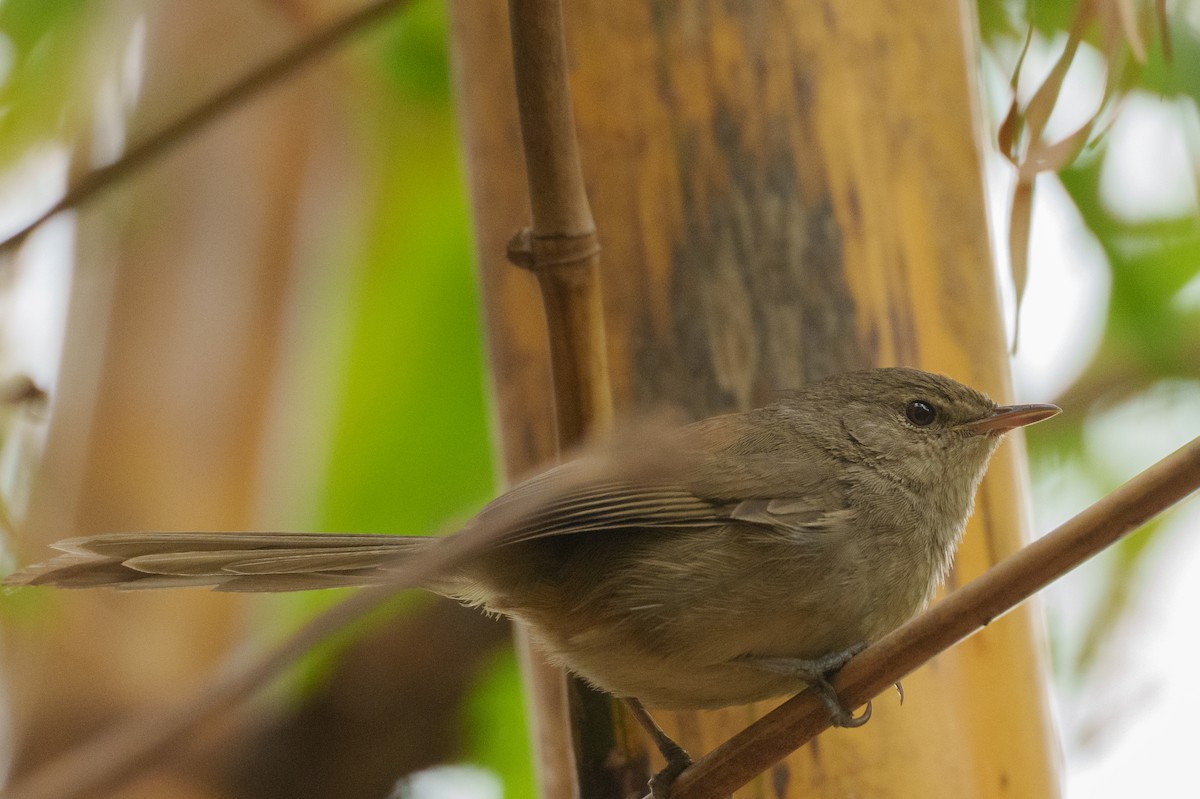 Malagasy Brush-Warbler - ML645056748