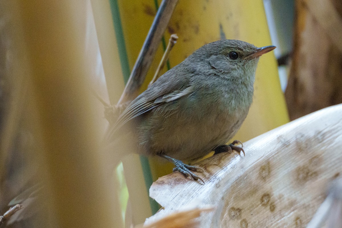 Malagasy Brush-Warbler - ML645056749