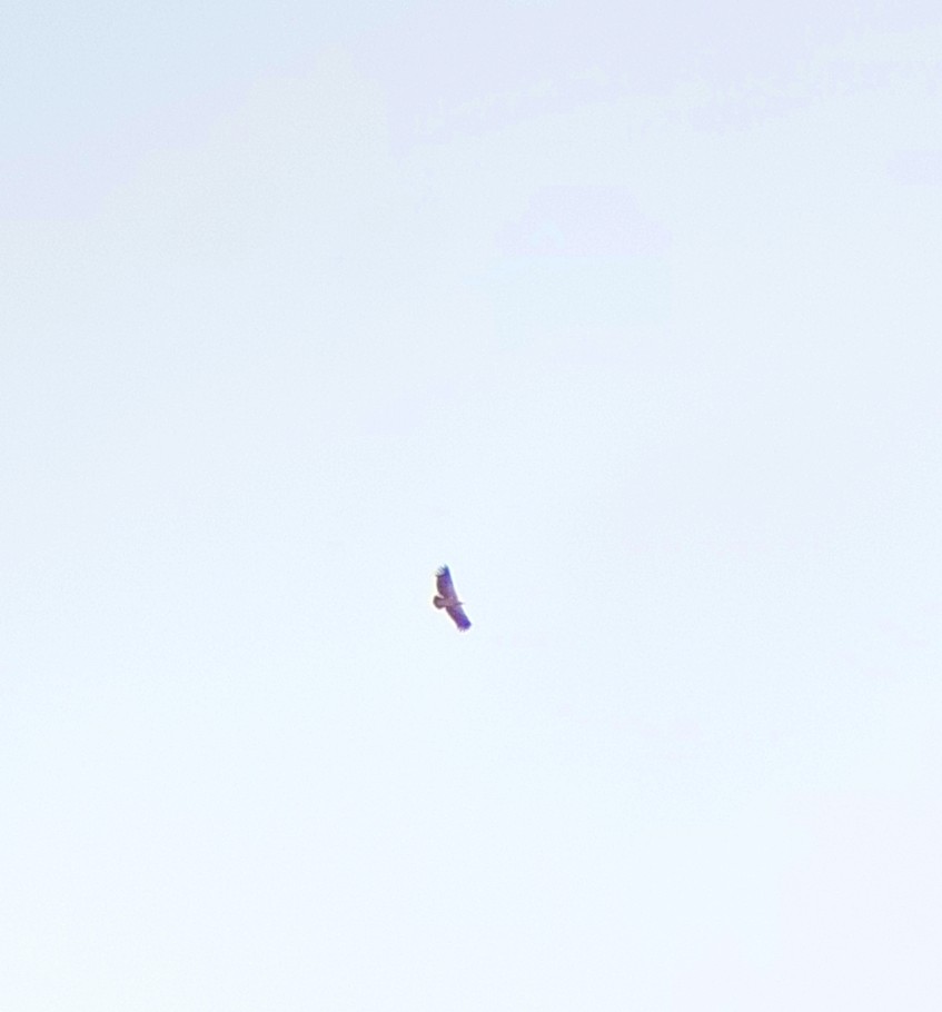 sup himálajský - ML645056750