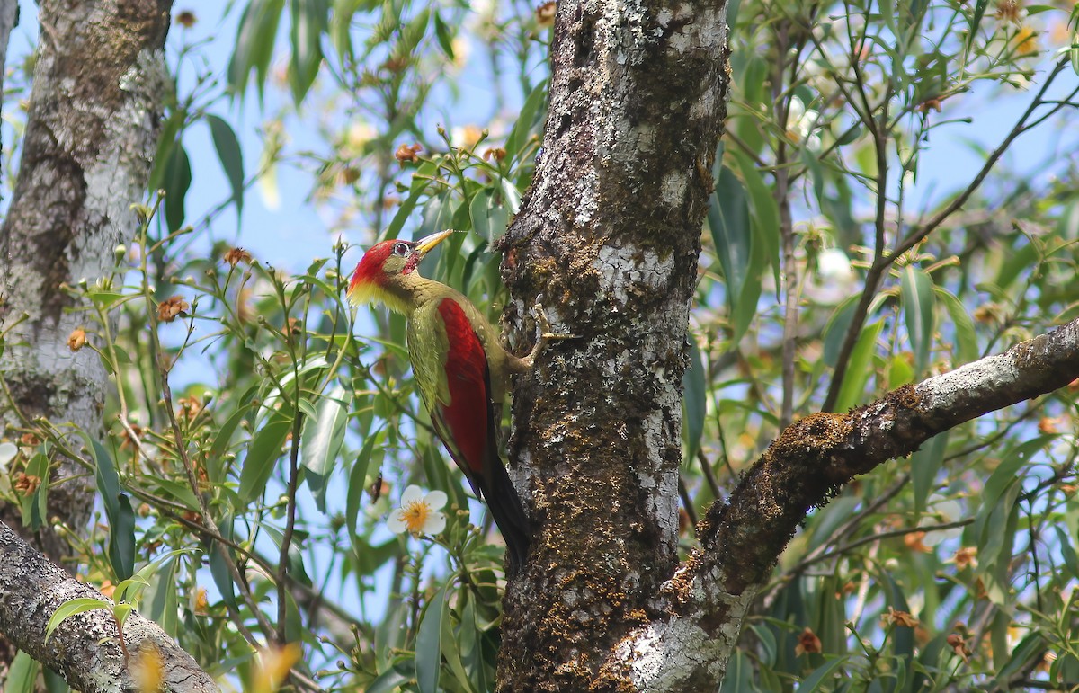 Crimson-winged Woodpecker - ML645056752