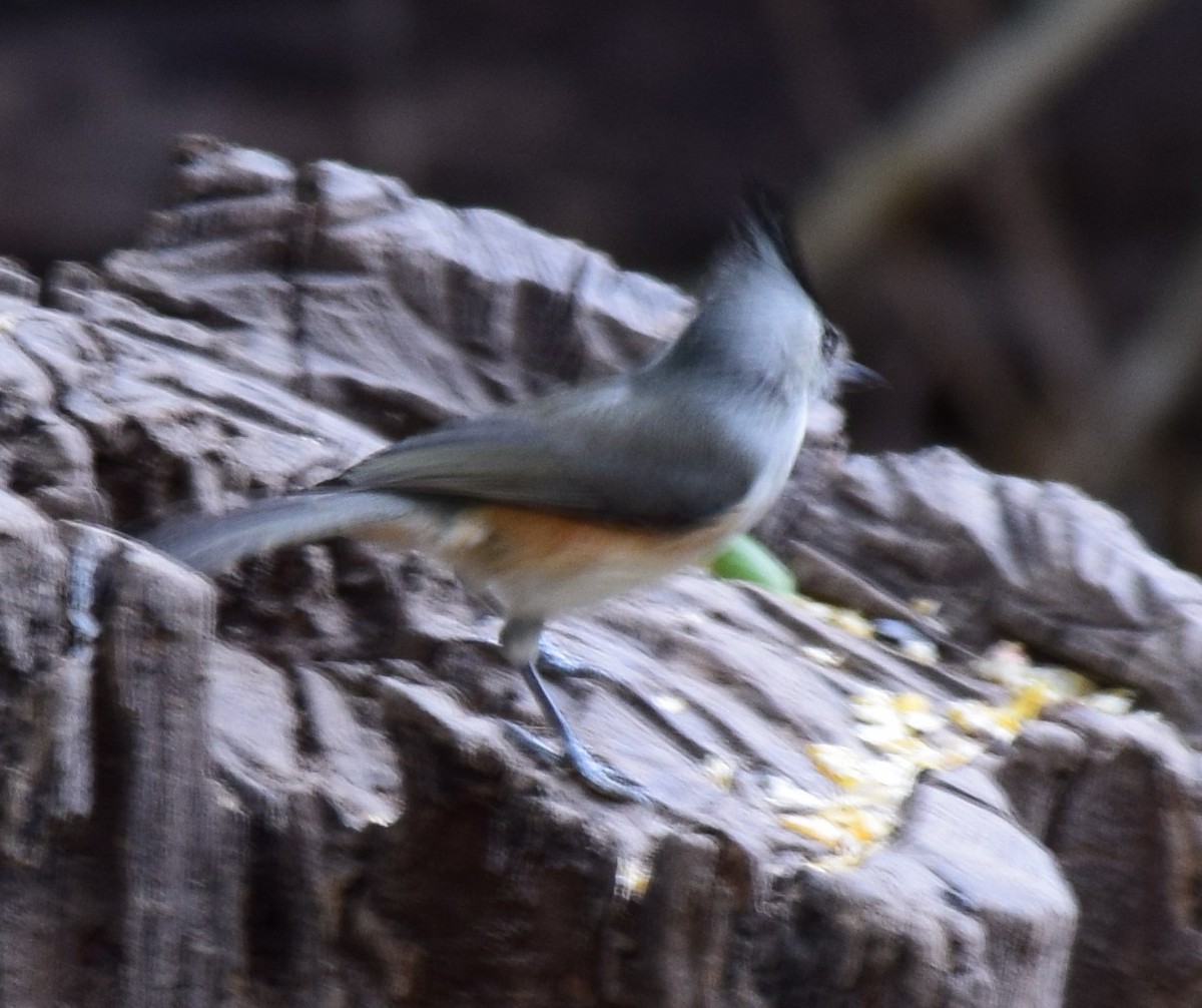 Black-crested Titmouse - ML645056755