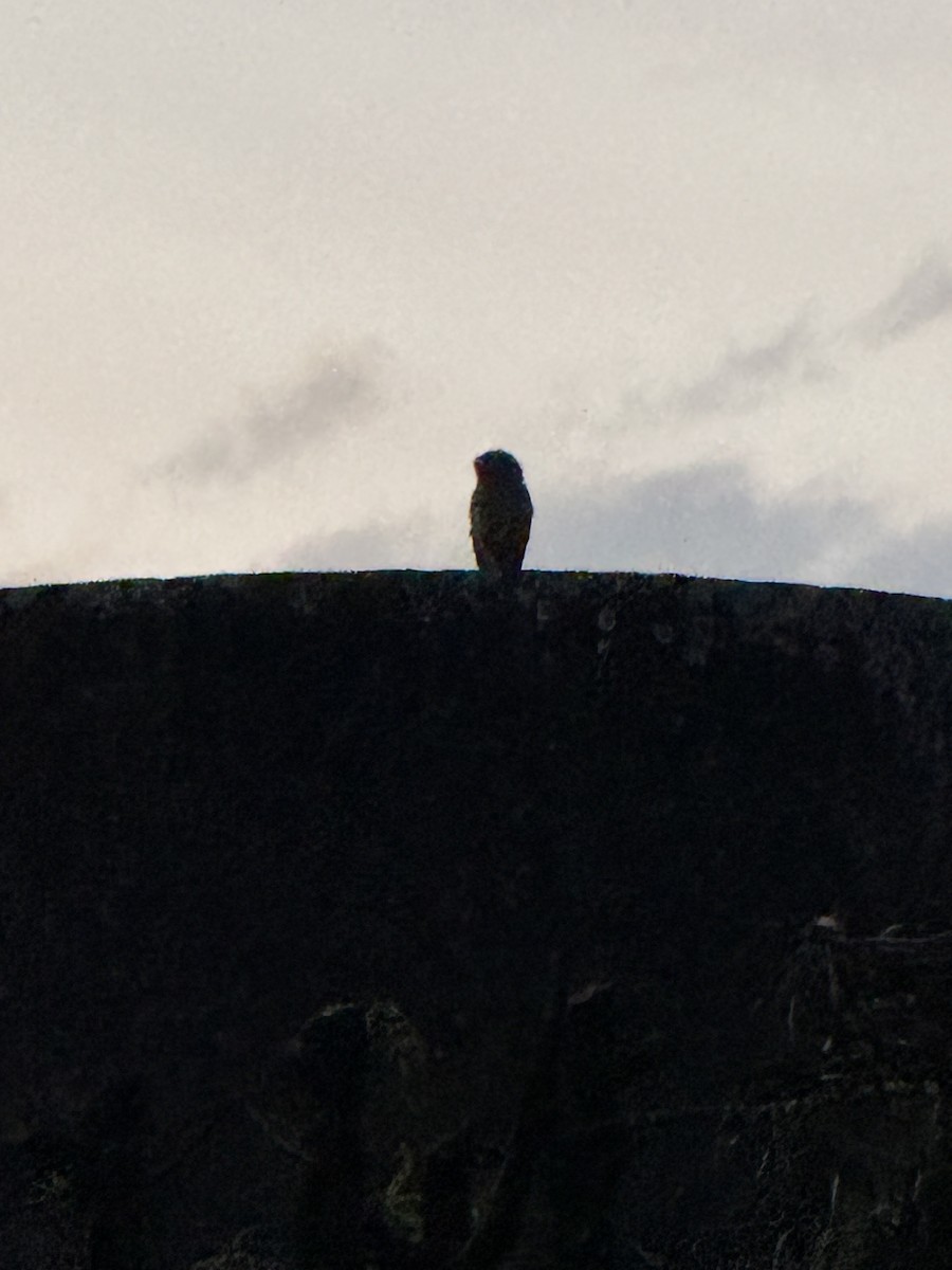 Spotted Eagle-Owl - ML645056756