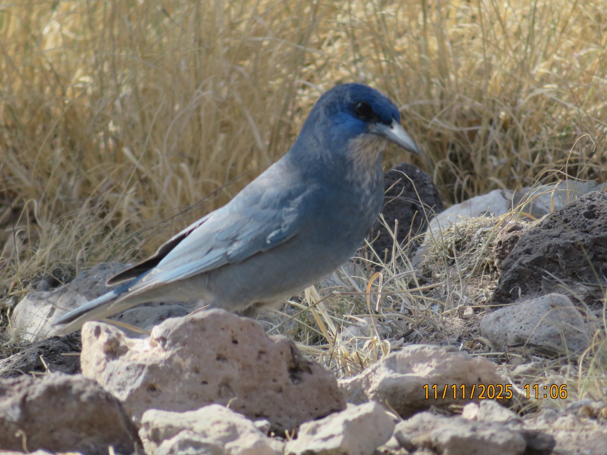 Pinyon Jay - ML645056758