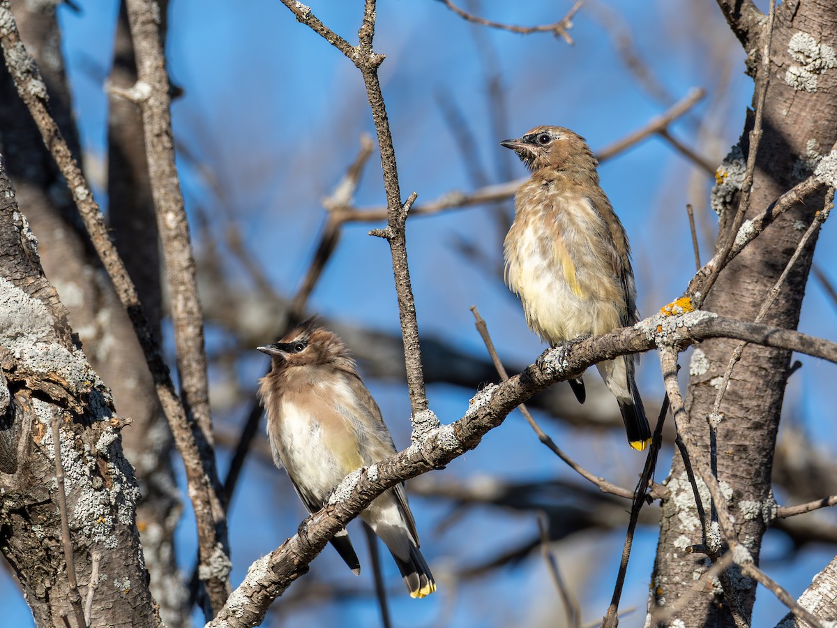 ヒメレンジャク - ML645056760