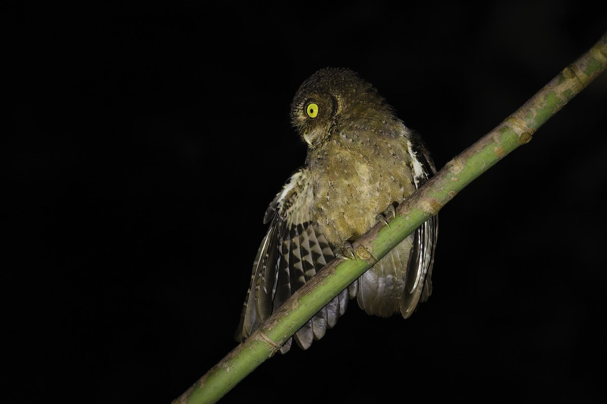 Andaman İshakkuşu - ML645056763