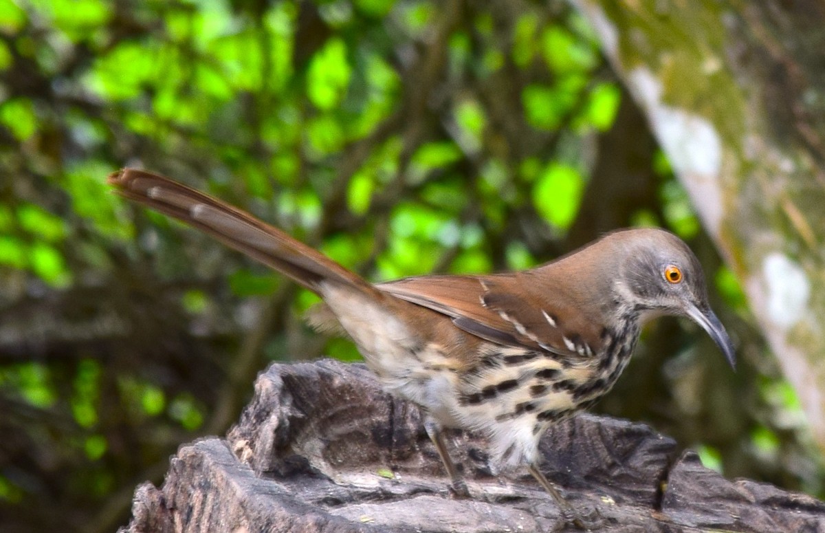 Long-billed Thrasher - ML645056765