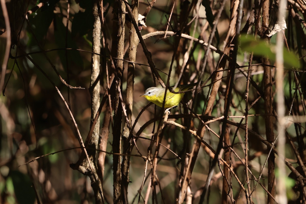 Graukopf-Laubsänger - ML645056766