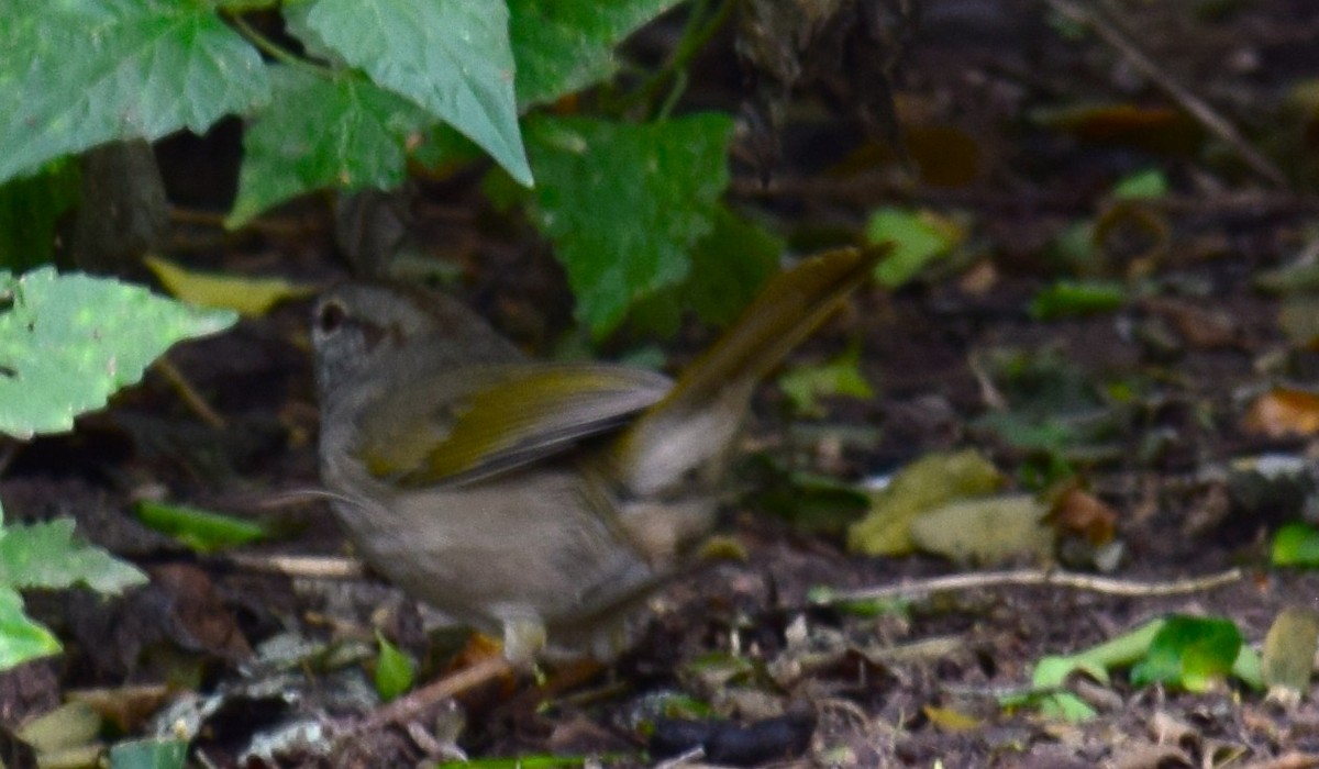 Olive Sparrow - ML645056773