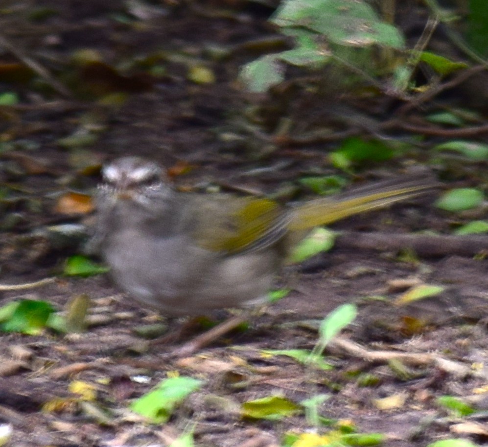 Olive Sparrow - ML645056774