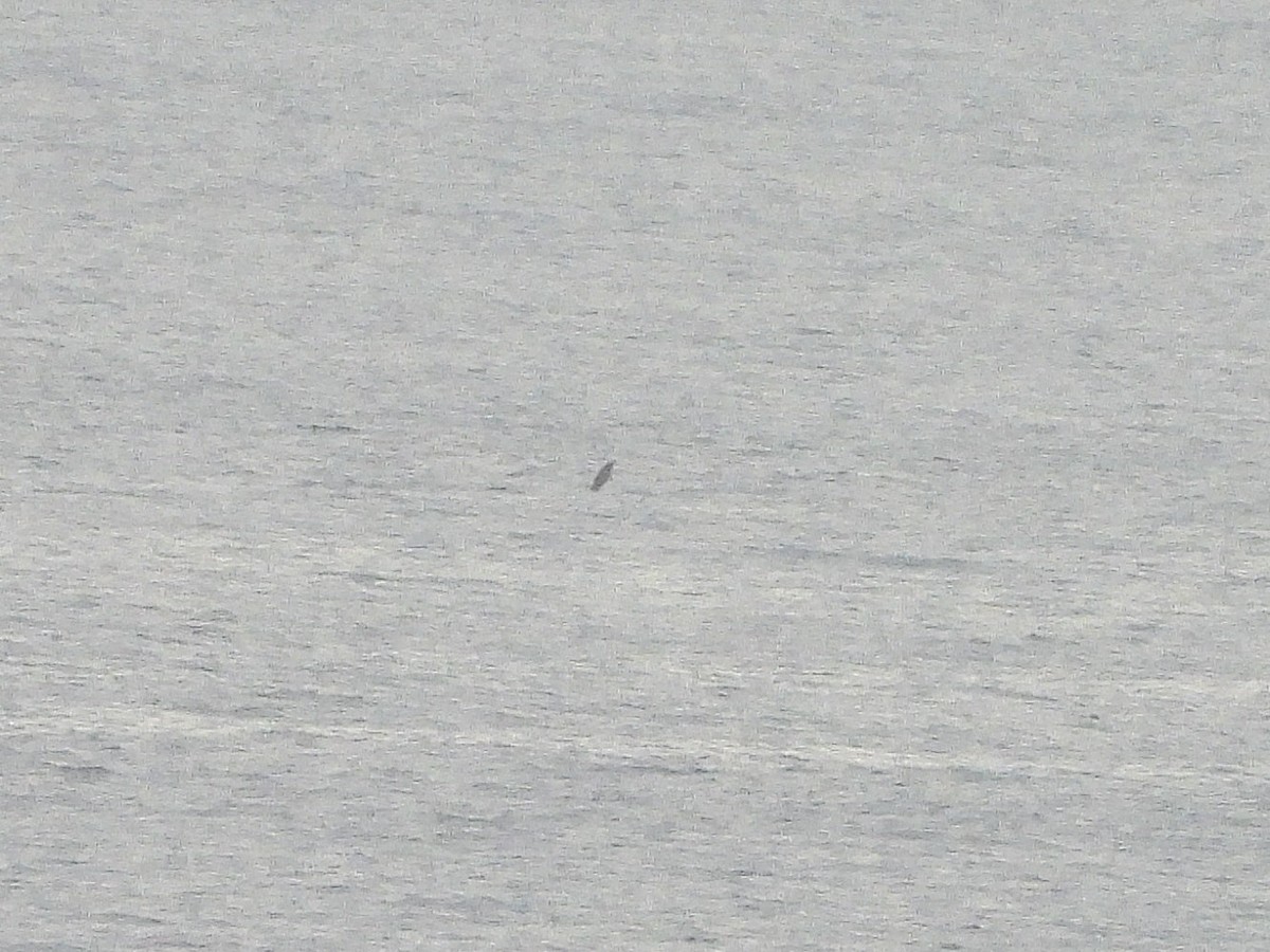 Ocean Sunfish - ML645056778