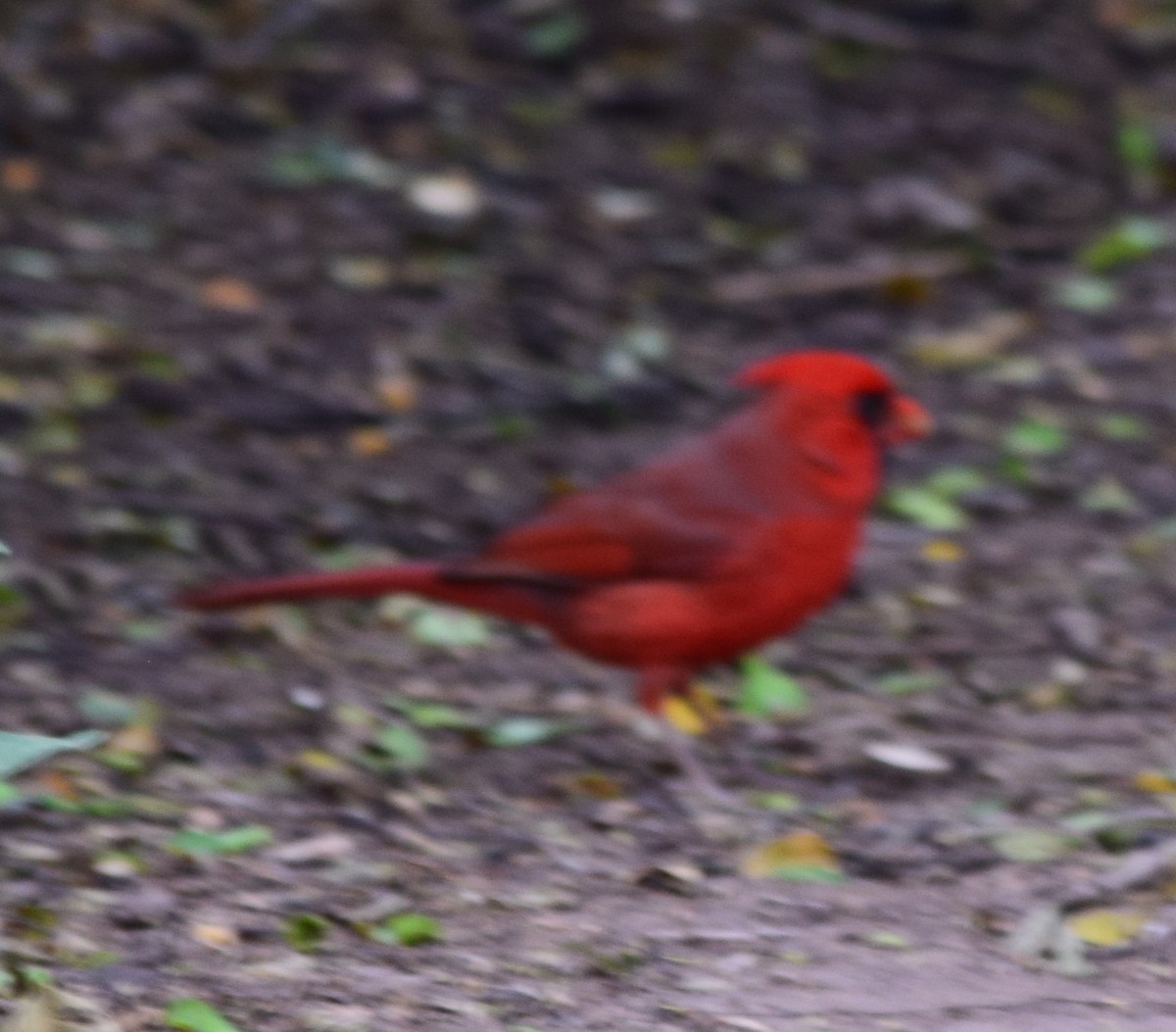 Northern Cardinal - ML645056781