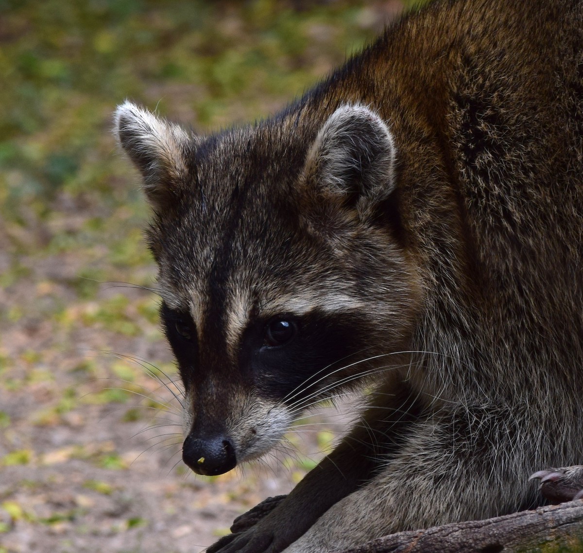 Common Raccoon - ML645056784