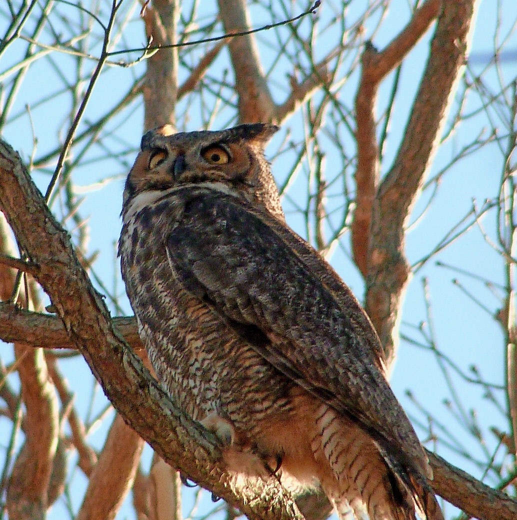 Great Horned Owl - ML645056785