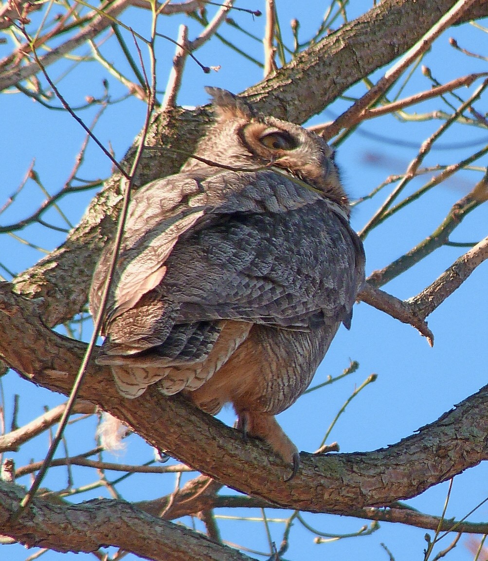Great Horned Owl - ML645056786