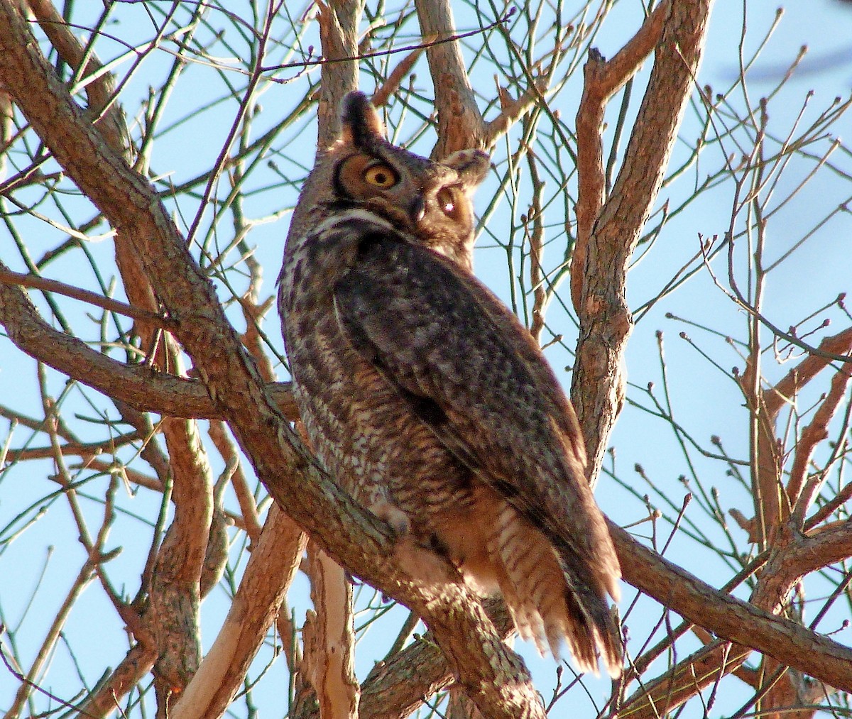 Great Horned Owl - ML645056787