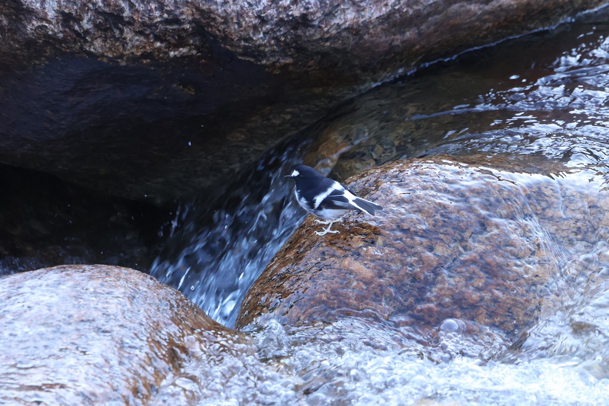 Little Forktail - ML645056794