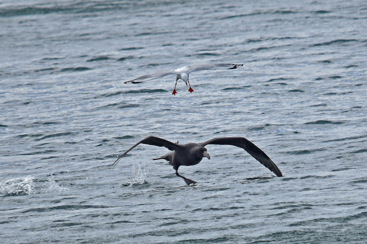 Southern Giant-Petrel - ML64505681