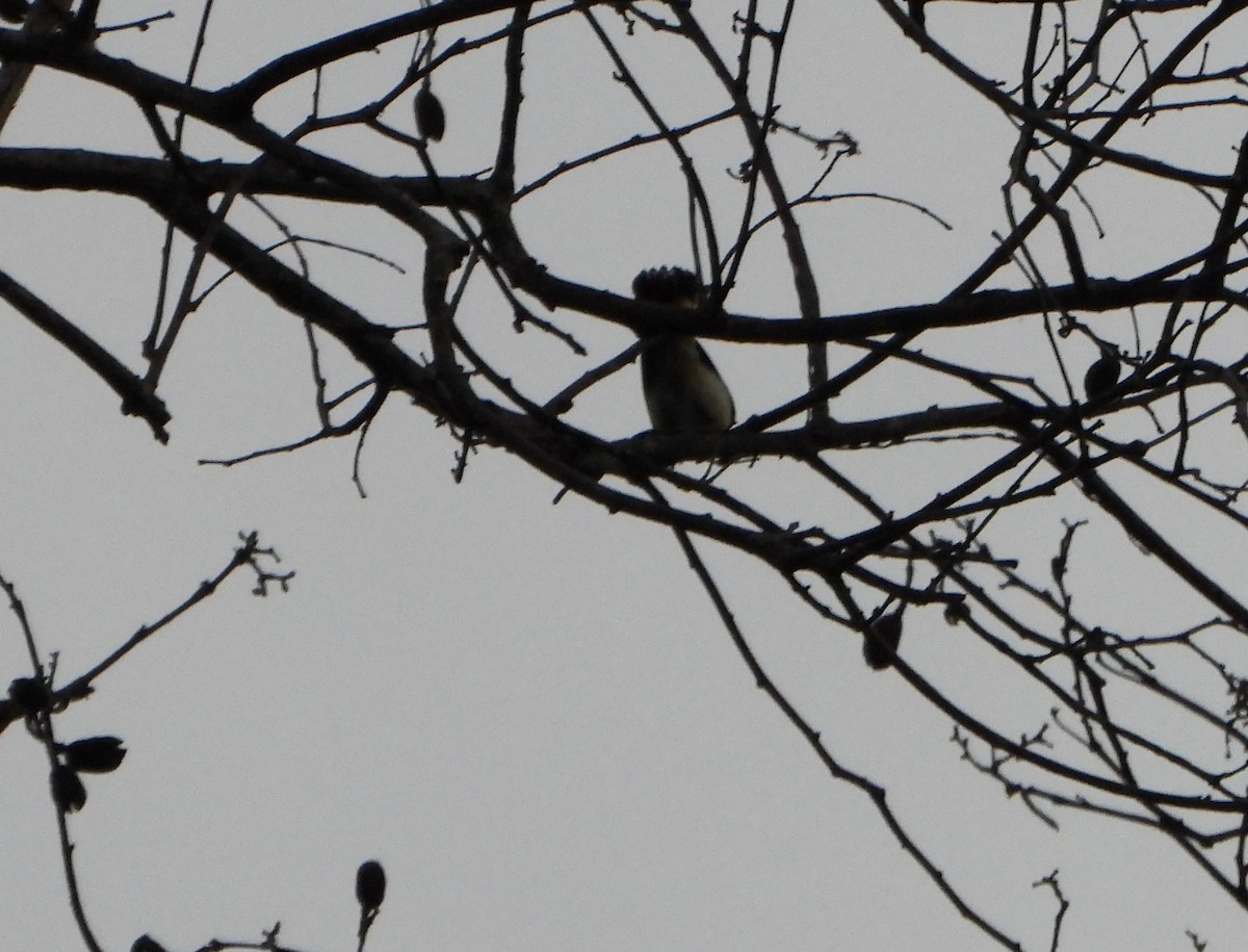 Горихвостковая древесница - ML645056810