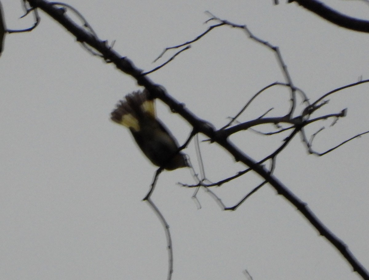 Горихвостковая древесница - ML645056813