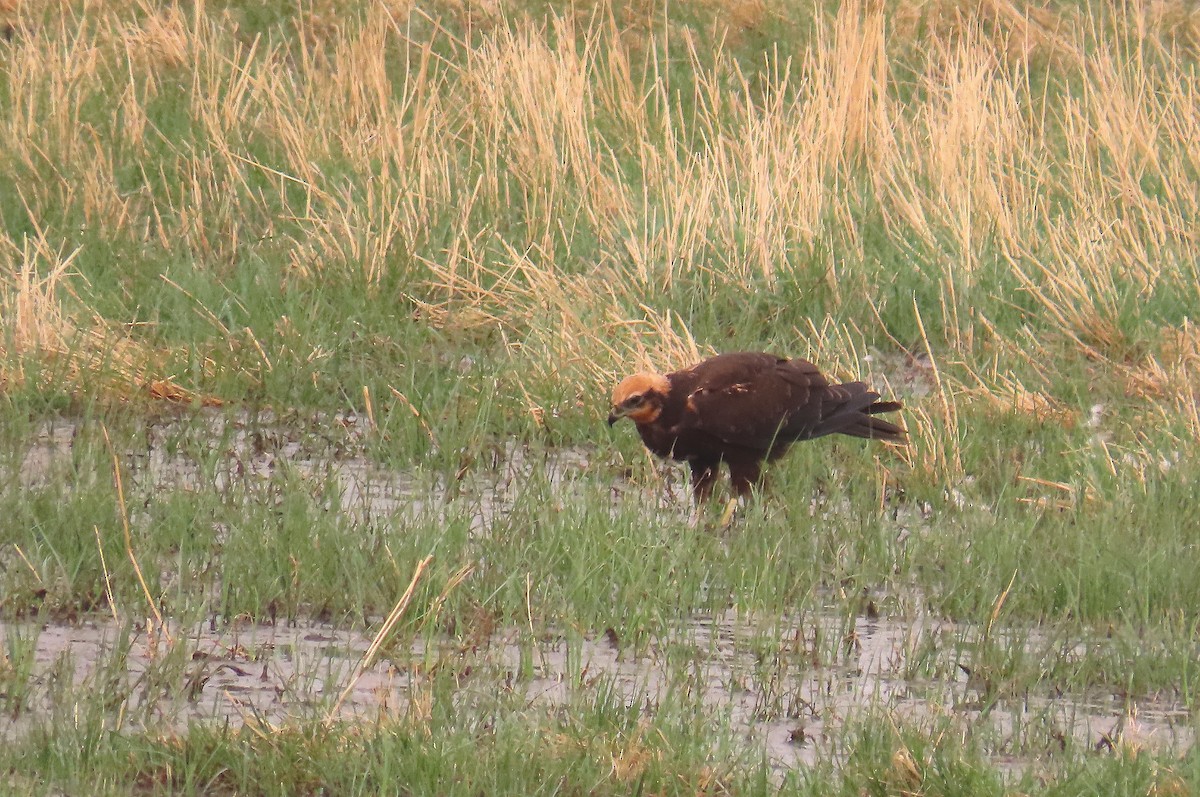 Western Marsh Harrier - ML645056814