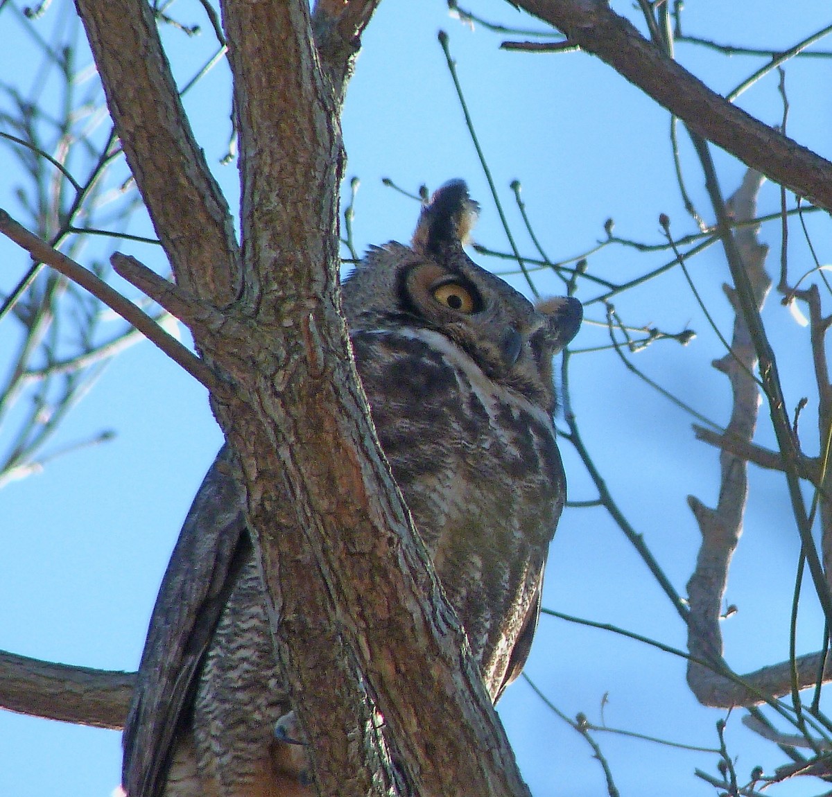 Great Horned Owl - ML645056821