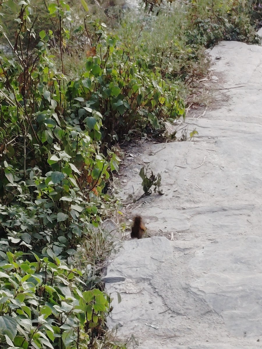 Garrulaxe barré - ML645056833