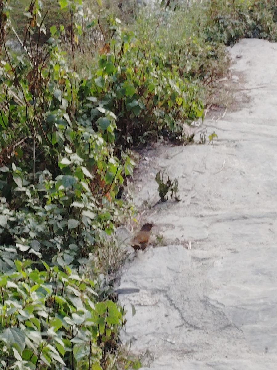 Garrulaxe barré - ML645056834