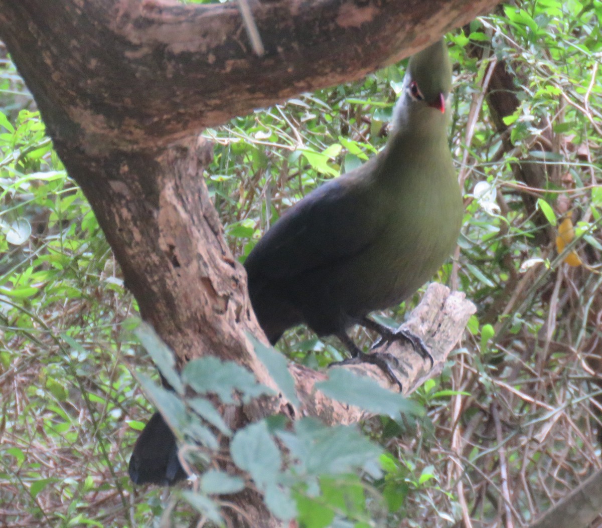 Knysna Turaco (Southern) - ML645056839