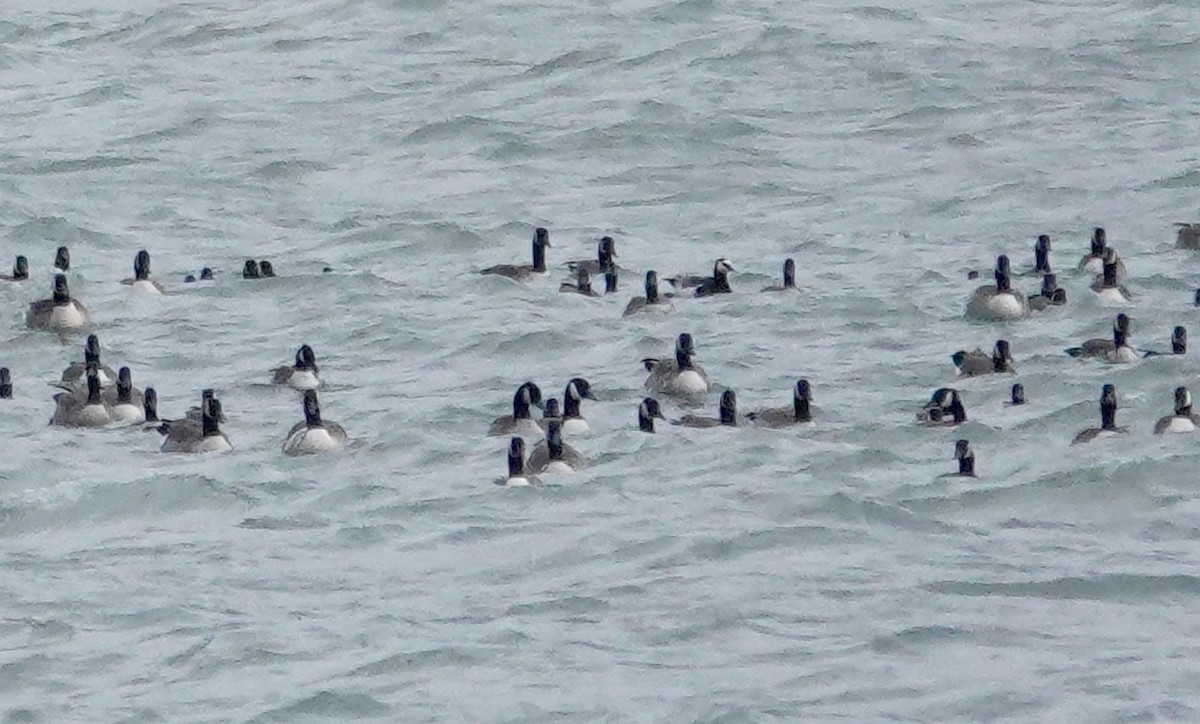 berneška bělolící - ML645056847