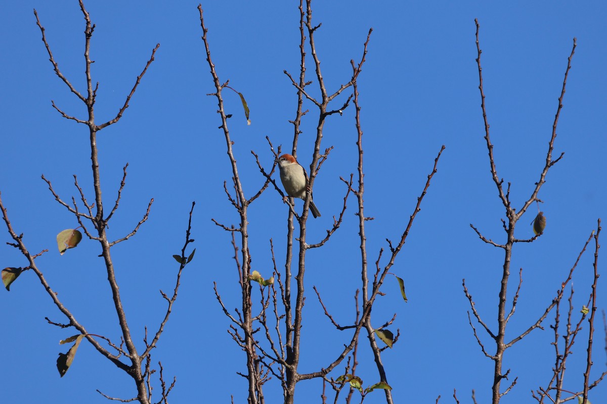 Горобець рудий - ML645056853