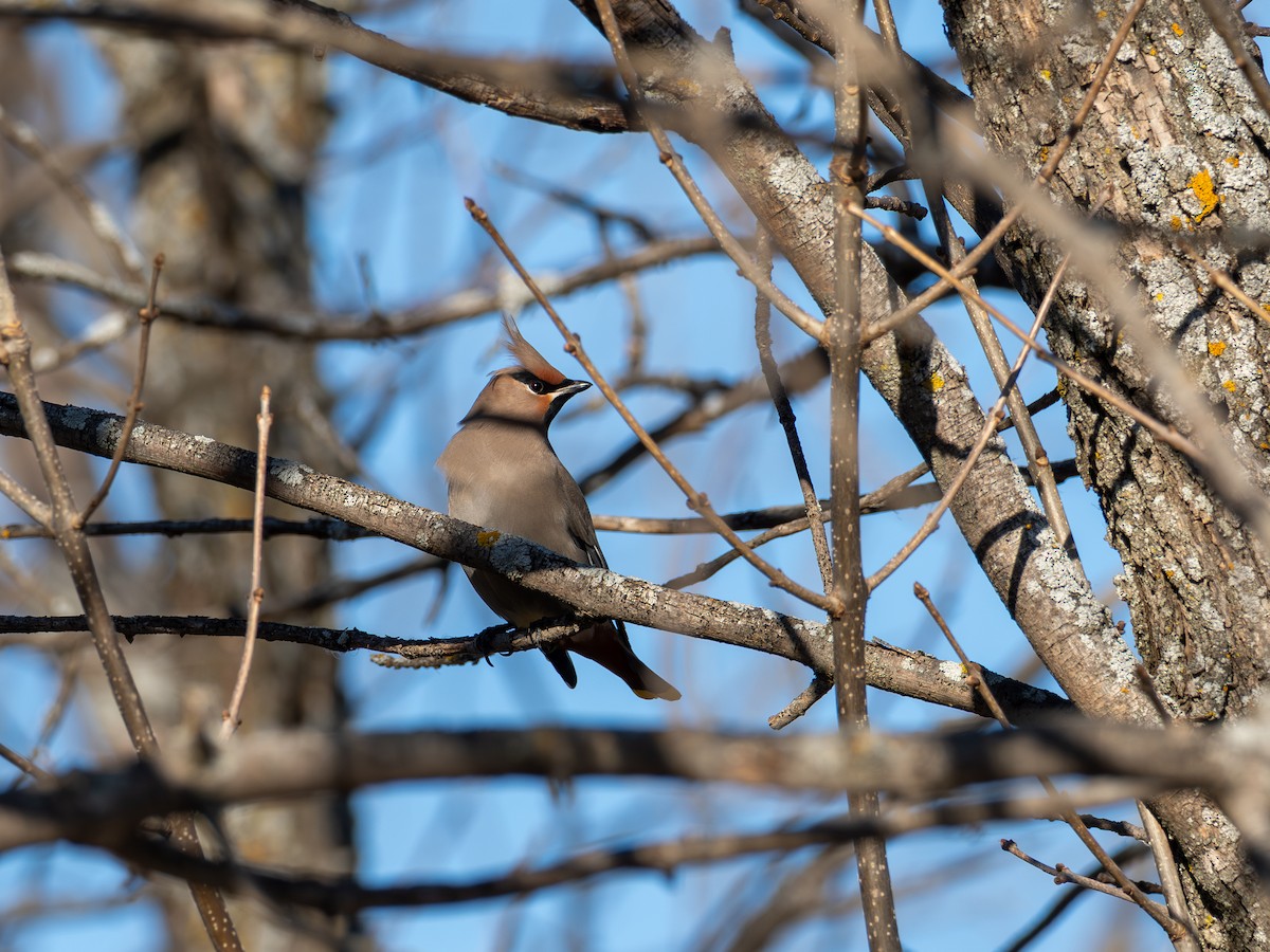 キレンジャク - ML645056867