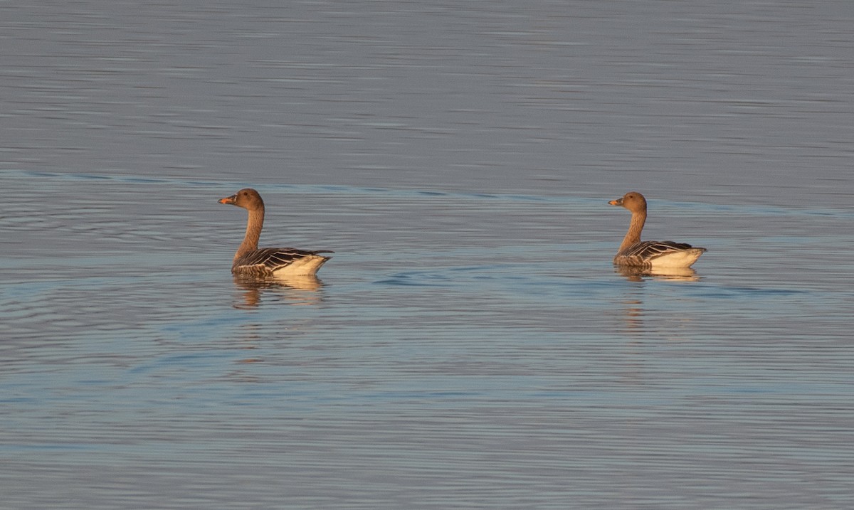 Taiga Bean-Goose - ML645056871